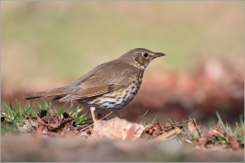 <p>DROZD ZPĚVNÝ (Turdus philomelos) /Song thrush - Singdrossel/</p>